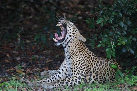 Sri Lanka tours 12-Day wildlife Tour with driver,Car or Van and accommodations