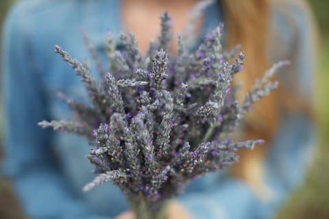 Excursión a Maui: Valle de Iao, destilería hawaiana y excursión a la granja de lavanda