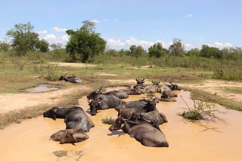 Sri lanka Wildlife Tour