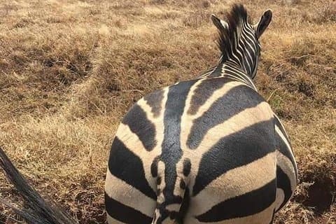 Ngorongoro Crater Dagtur