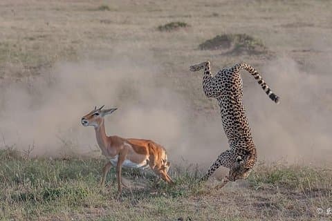 Safari di 3 giorni nel Masai Mara, in Kenya