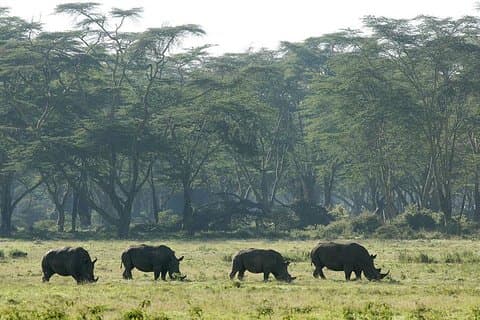 2 dagar 1 natt Lake Nakuru National Park Tour