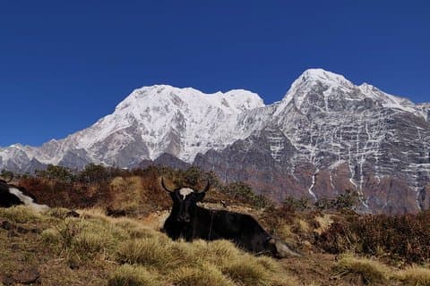 Mardi Himal Trek (een korte 8-daagse trektocht vanuit Kathmandu)