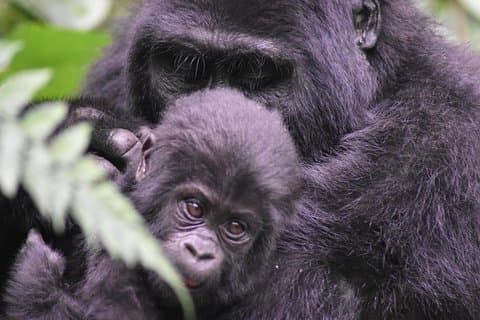 Tre dagars Gorilla Safaris I Uganda