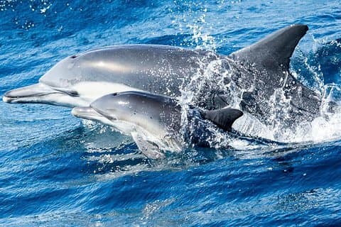 Newport Beach Whale og Dolphin Watching Cruise