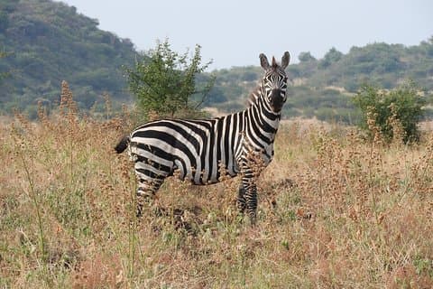 Trekking - Nechisar National Park (5 days)