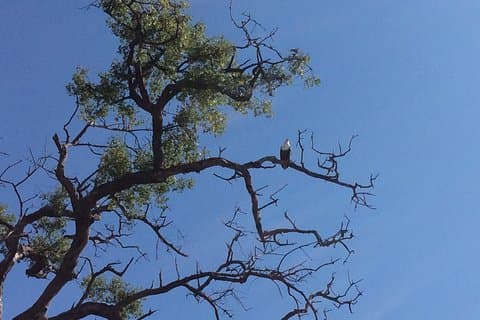 Chobe Ganztagesausflug