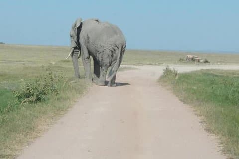3 Days safari Tsavo East and Amboseli national park.