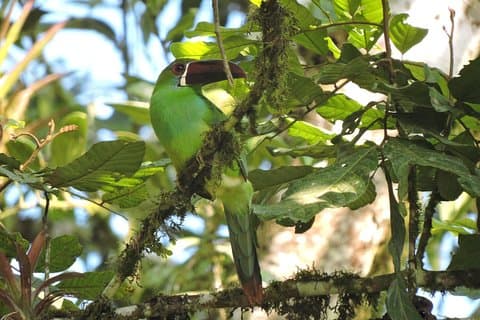 Birding & Nature to Chicaque Cloud Forest Nature Reserve