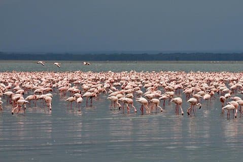 Faça uma data com os flamingos e rinocerontes do Lago Nakuru National Park - 1 dia