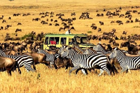 Fem dagars mellanklass Safari Serengeti, Ngorongoro krater och Tarangire nationalpark