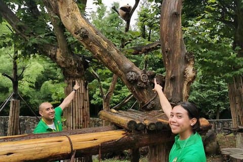 Private Dujiangyan Panda Base Panda Rescue Center – Freiwilligenarbeit für einen Tag