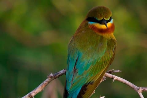 Morning Private Safari at Bundala Park by Yala La Safari Tours