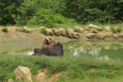 Transsylvanien med Draculas slott, Bear Sanctuary och Brasov