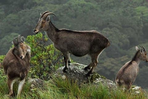 Tuk-Tuk-Safari zum Eravikulam-Nationalpark (Von Munnar Info)