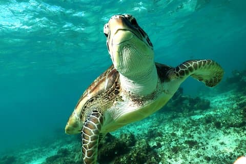 リビエラ マヤからのカメとセノーテのシュノーケリング アクティビティ