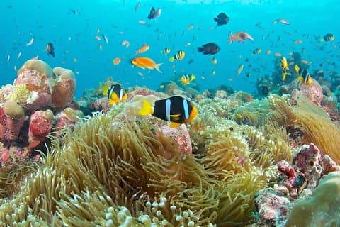 La meilleure plongée en apnée à deux points à Padangbai: Blue Lagoon et Tanjung JPun