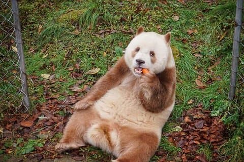 Private Day Tour:Xi'an Panda(QI ZAI) and Terracotta Warriors Museum