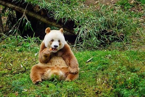 Private Day Tour: Xi'an Panda(QI ZAI)and City Highlights