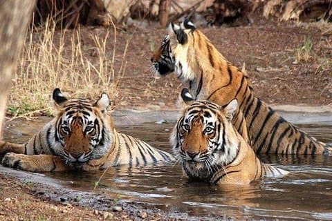 Kathmandu Pokhara & Chitwan-tur med rafting -8 dage
