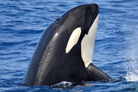 Bremer Bay Orca-ervaring