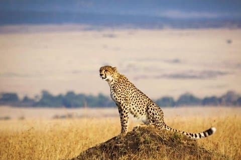 4 Days Masai Mara & Lake Nakuru Lodge Safari