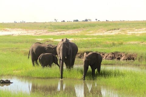 Gita di un giorno a Chobe: safari in barca e game drive incluso il pranzo
