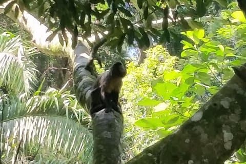La forêt de la Tijuca, le Jardin Botanique et leurs trésors