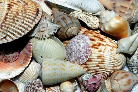 Cayo Costa 6 Hour Shelling Adventure