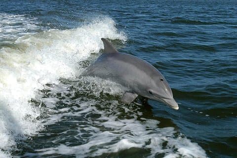 Punta Gorda / Delfintour