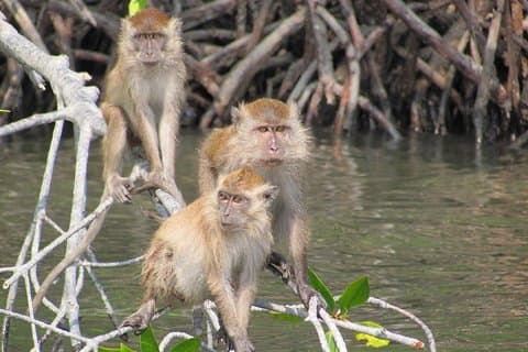 Private Mangrove Tour 2 uur (max. 8 personen)