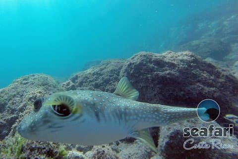 Snorkeling au Costa Rica