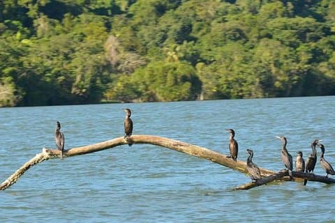 Kayak -Bird Watching Combo Tour from Puerto Quetzal