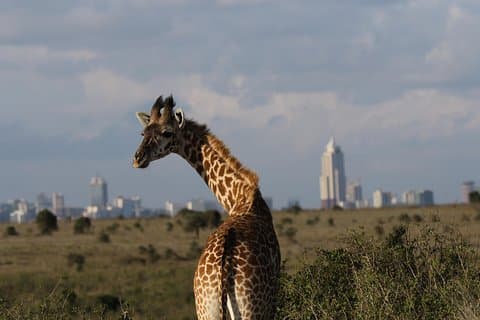 Nairobi National Park guided tour