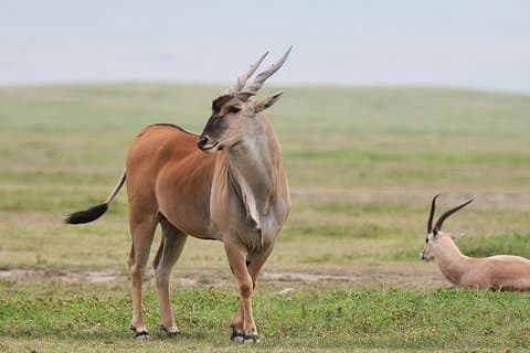 7 Days Tanzania Private Safari