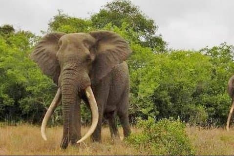 Full day Private Addo Elephant Safari