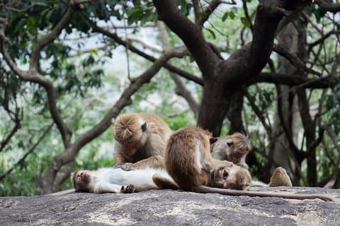 Bezauberndes Sri Lanka (18 Tage)