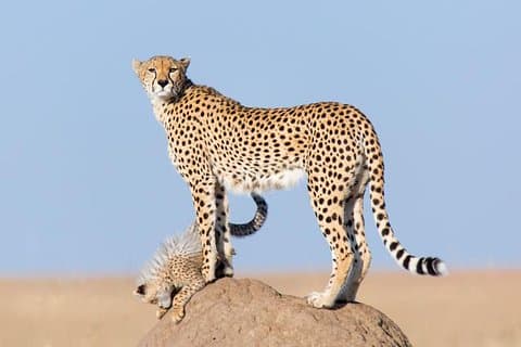 5 dagars Kenya Budget Camping Safari-paket