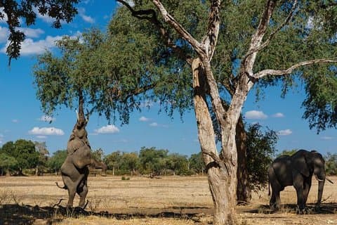 16 Tage Kenia Tansania Uganda Safari