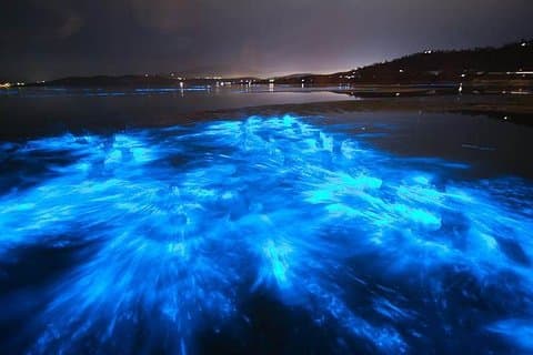 サンセット生物発光コームゼリーとイルカのツアー