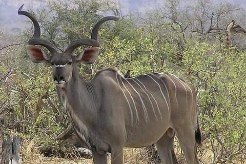 4 dage 3 nætter safari til Ruaha National Park