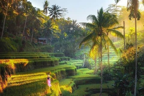 Risterrasse-tur og Ubud-omvisning