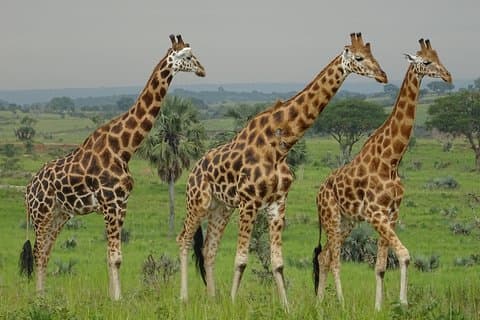 Two days sipi falls and Pian upe Nataional Game reserve in Uganda