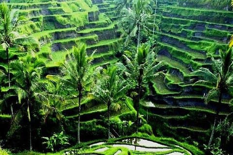 Il meglio di Ubud villlage & Dance con terrazza di riso e gite a cascata