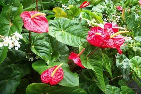 Montreal Gardens Tour with Trubb Taxi Tours