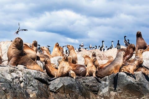 Beagle Channel Navigation med Minitrekking