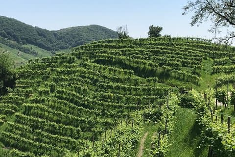 Private Prosecco Hills Tour with Local Driver