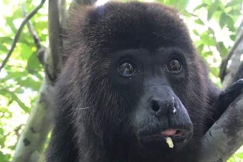 Paradis des Tubings de grottes et sanctuaire des singes hurleurs