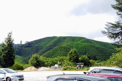 Cameron Highland privat dagstur