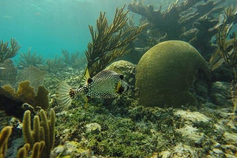 Reef and Cenote Snorkeling Experience